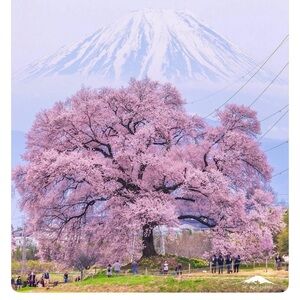 Meet your Posher, Maureen